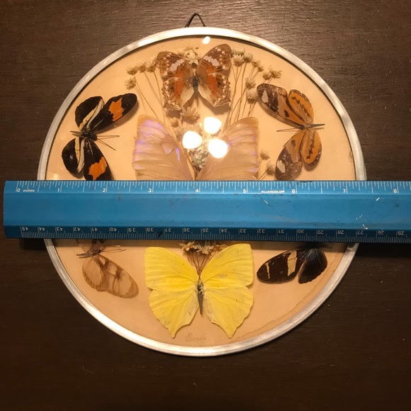 Vintage butterfly and dried flower wall hanging - Picture 5 of 8